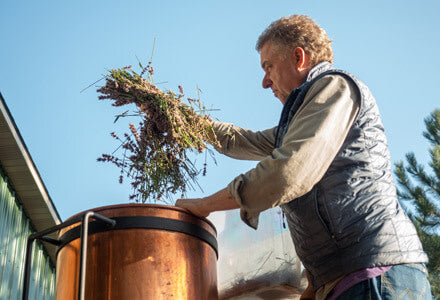 distilling lavender