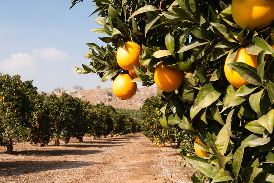 orange field