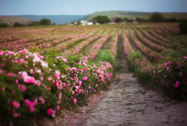 Rose essential oil aromatics international