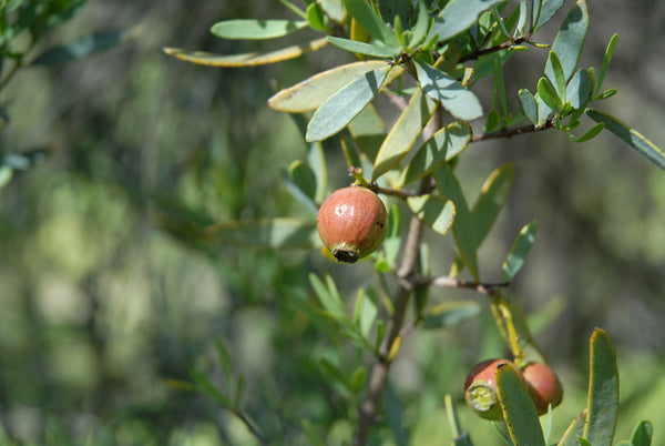 Australian Sandalwood Tree Aromatics International