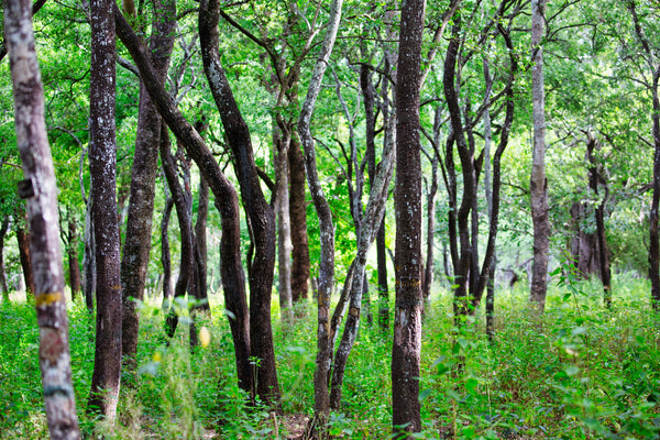 East Indian Sandalwood Tree Aromatics International