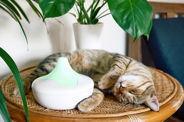 cat sleeping next to essential oil diffuser Aromatics International