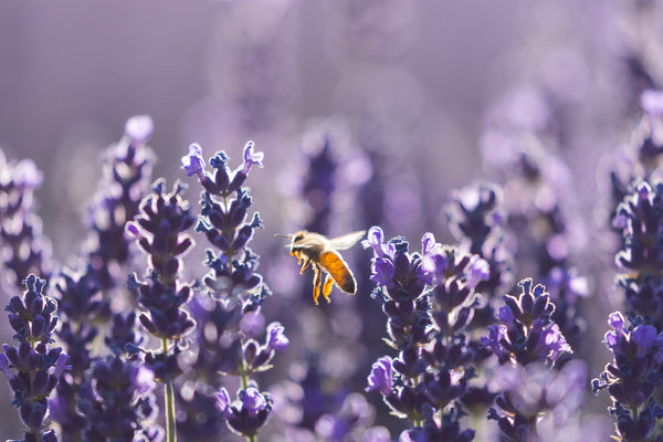 Lavender in a field with a bee