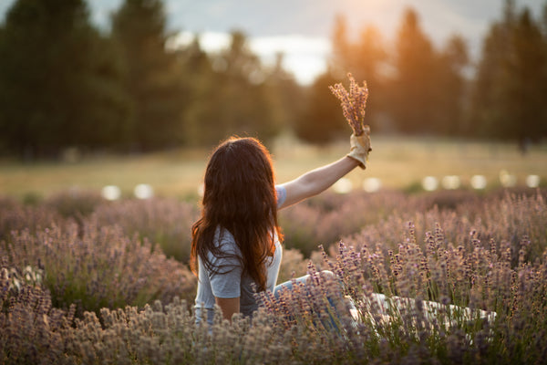 Woman harvesting lavender for essential oil Aromatics International