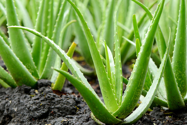 Aloe Vera Plant Aromatics International