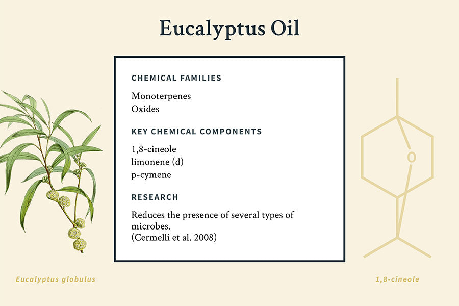 eucalyptus oil infographic