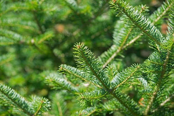 balsam fir essential oil