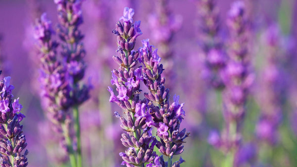 True lavender essential oil aromatics international