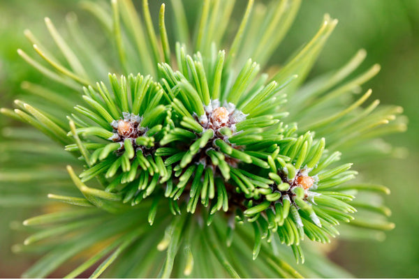 Siberian fir essential oil