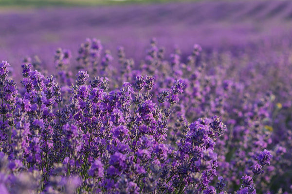 spike lavender essential oil aromatics international