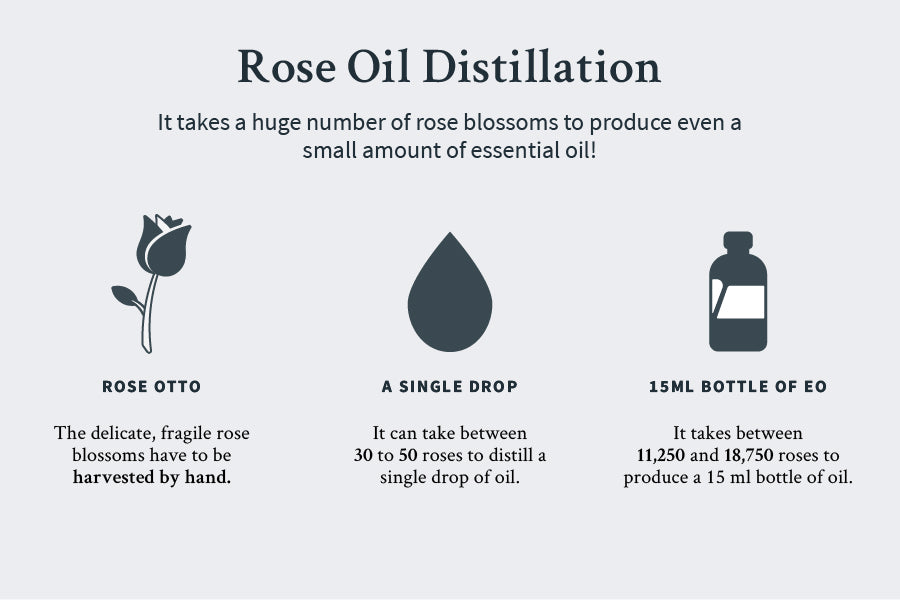 rose oil distillation