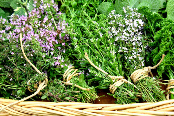 Variety of thyme plants aromatics international