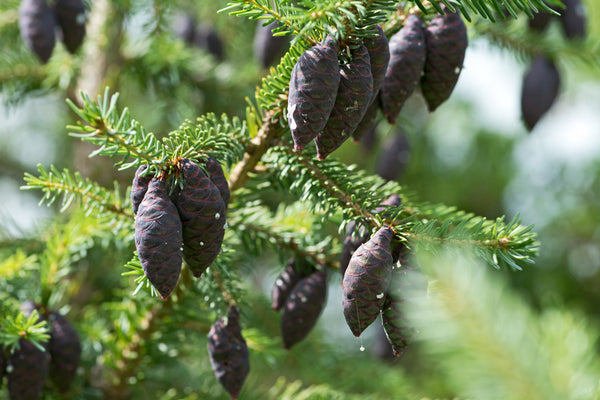 black spruce essential oil