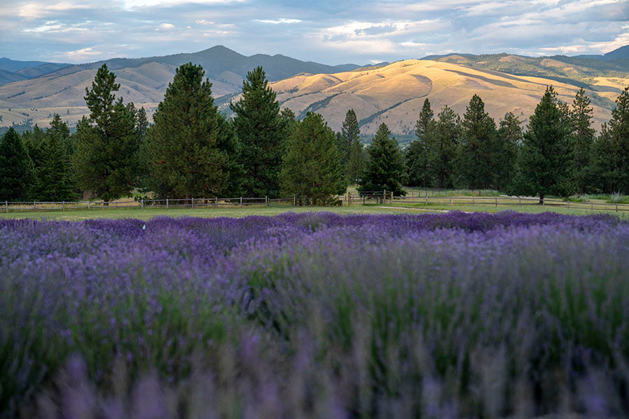 Montana Lavender