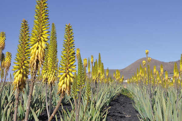 Aloe vera gel: the #1 carrier for summer skin care! – Aromatics  International