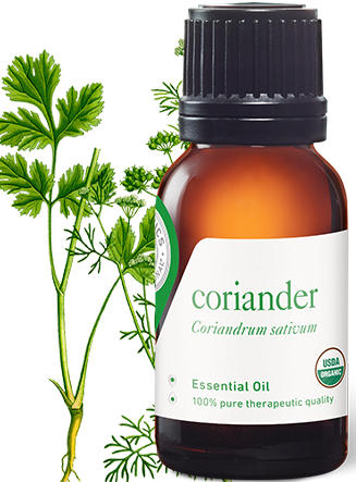 Coriander Oil