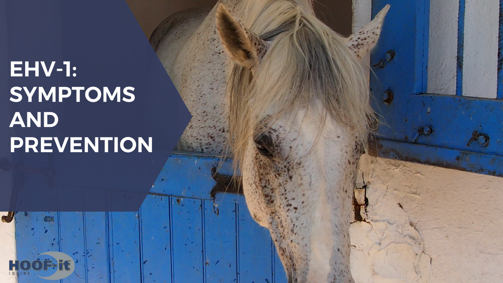 ehv-1-symptoms-and-prevention-hoof-it-technologies
