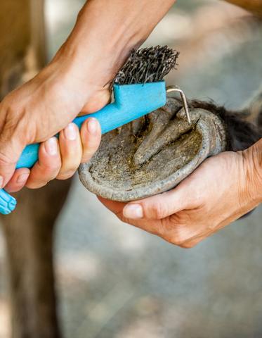 cleaning a horses hoof