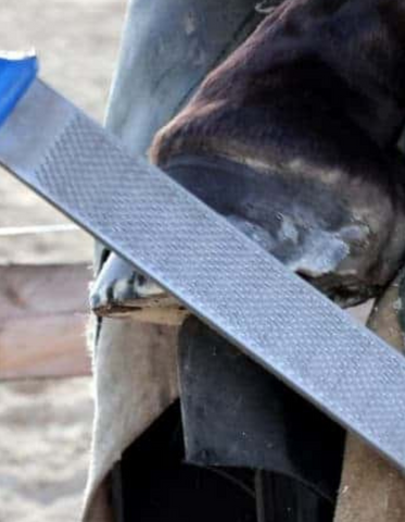 trimming a hoof with a hoof stand