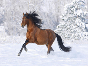 Horses_wallpapers_369