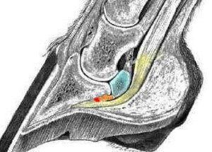 Navicular Syndrom 