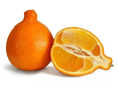 https://cdn.shopify.com/s/files/1/1755/3995/products/honeybell-minneola.png?v=1582834687