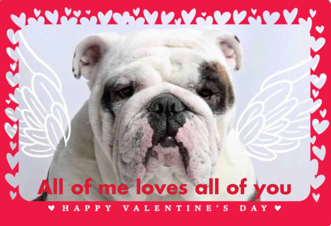 happy valentines day bulldog