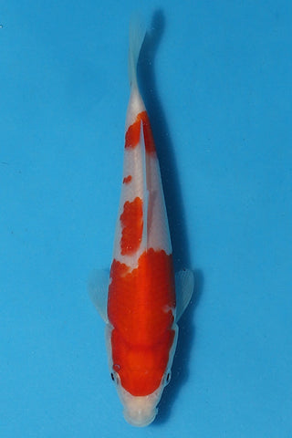 EK3192 Dainichi Tosai Kohaku - Grow Out Event - ELITE KOI