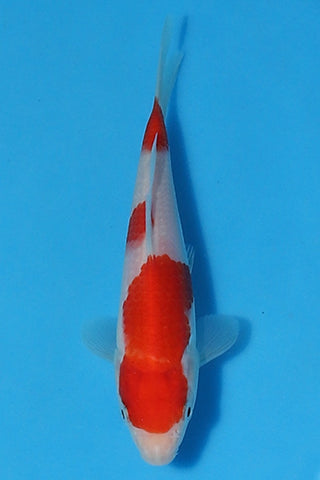 EK3208 Dainichi Tosai Kohaku - Grow Out Event - ELITE KOI