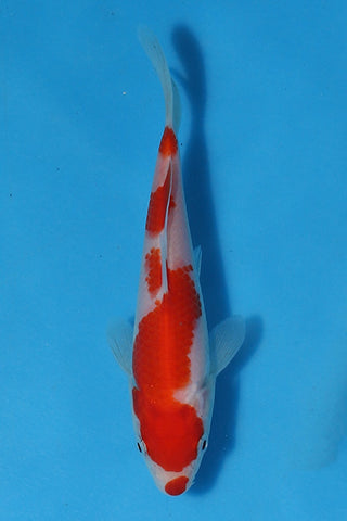 EK3216 Dainichi Tosai Kohaku - Grow Out Event - ELITE KOI