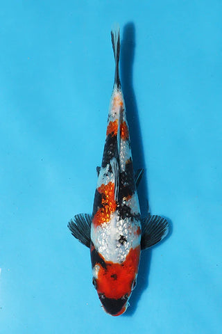 Ginrin Showa - 24cm - Nisai - Maruhiro - Koi for Sale - Elite Koi