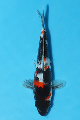 Showa   - 22cm - Nisai - Kase - Koi for Sale - Elite Koi