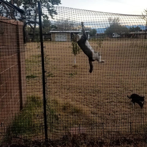 cat fence garden