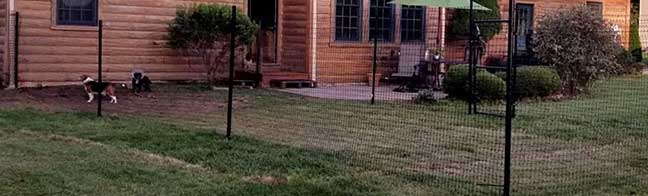 cheap and easy dog fence