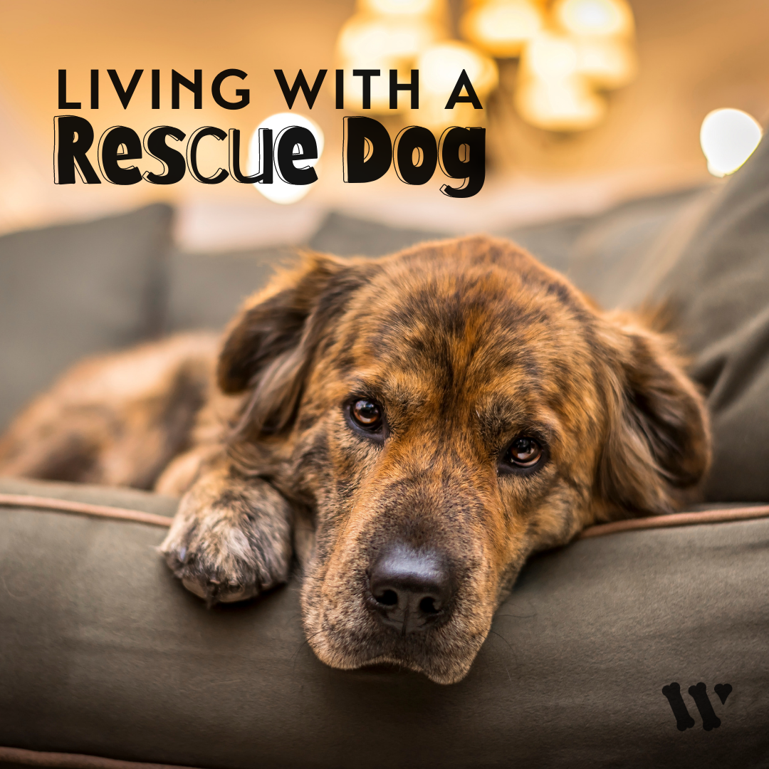 how long does it take rescue dogs to adjust