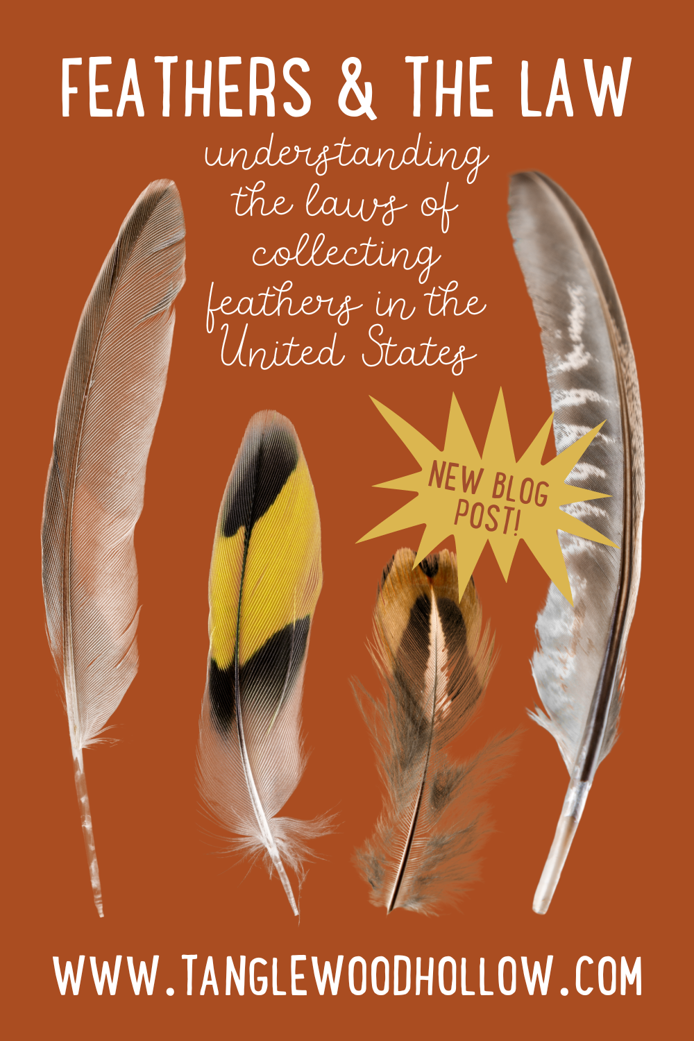 FEATHERS AND THE LAW: UNDERSTANDING WHY COLLECTING FEATHERS IS ILLEGAL –  Tanglewood Hollow