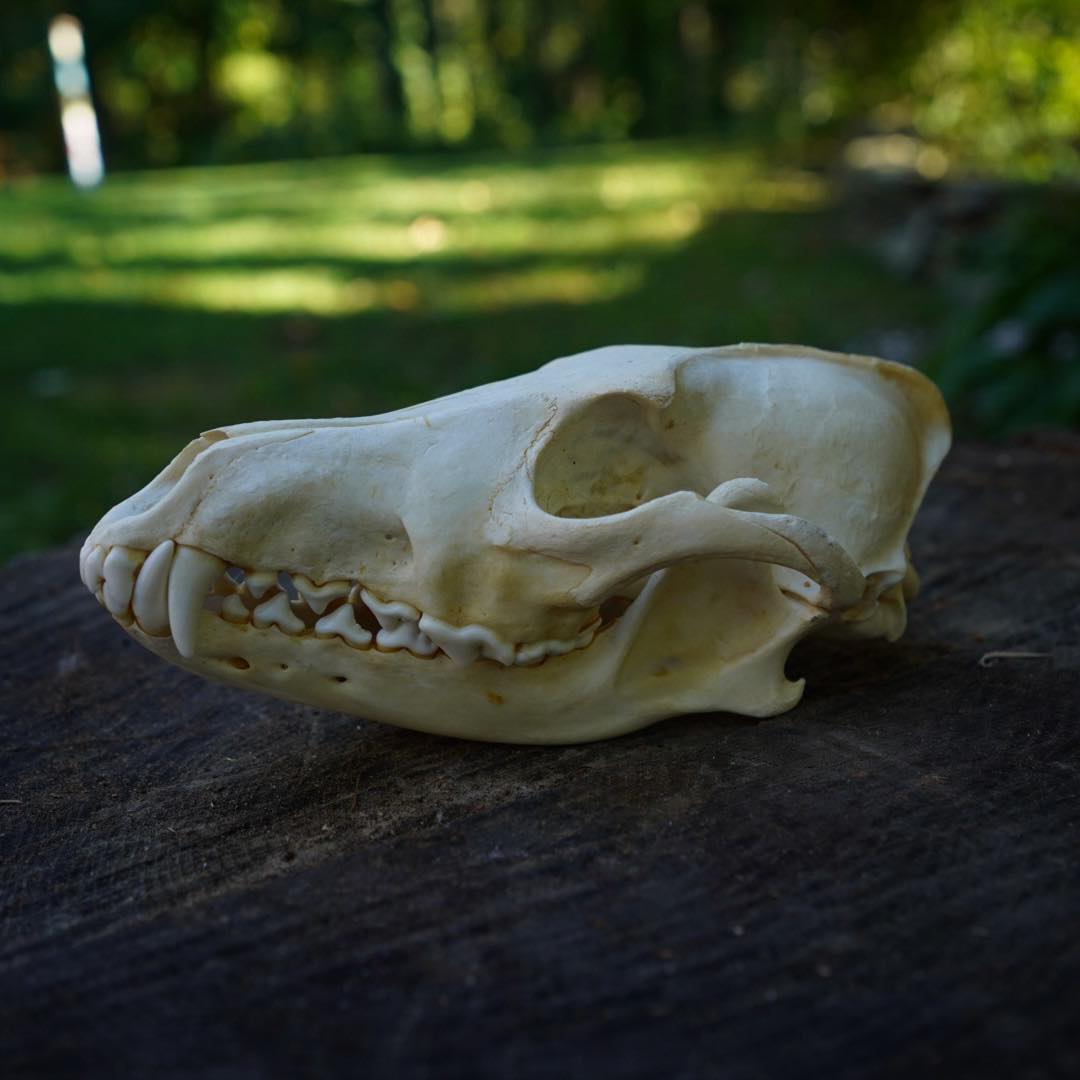 Coyote Skull - Canis latrans | Tanglewood Hollow