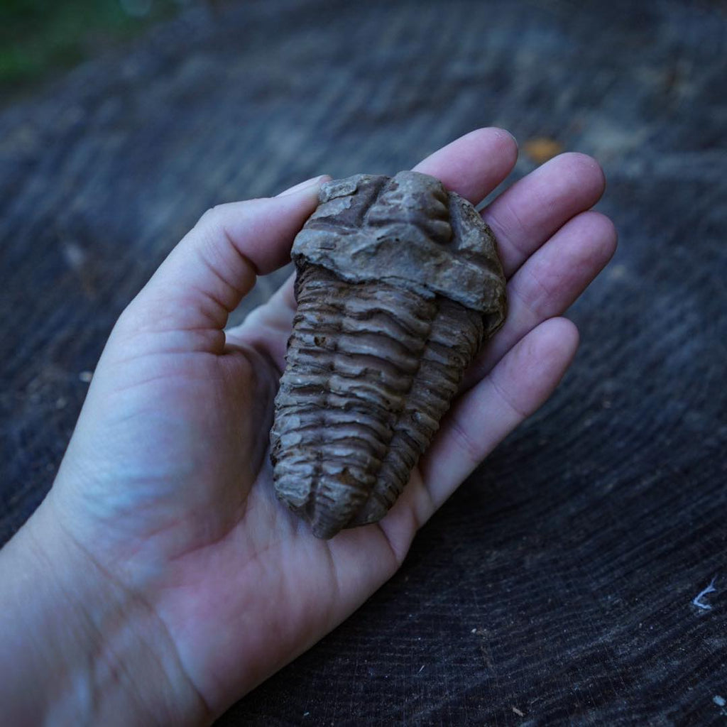 Fossil Trilobite - Large | Curiosity Shop | Tanglewood Hollow