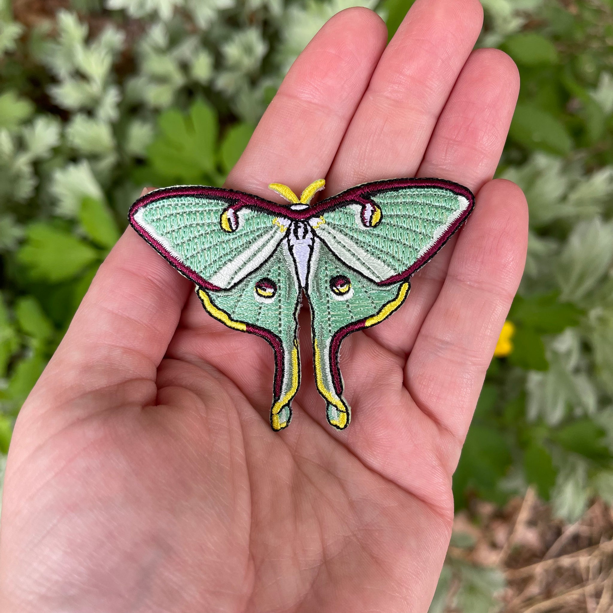 american moon moth