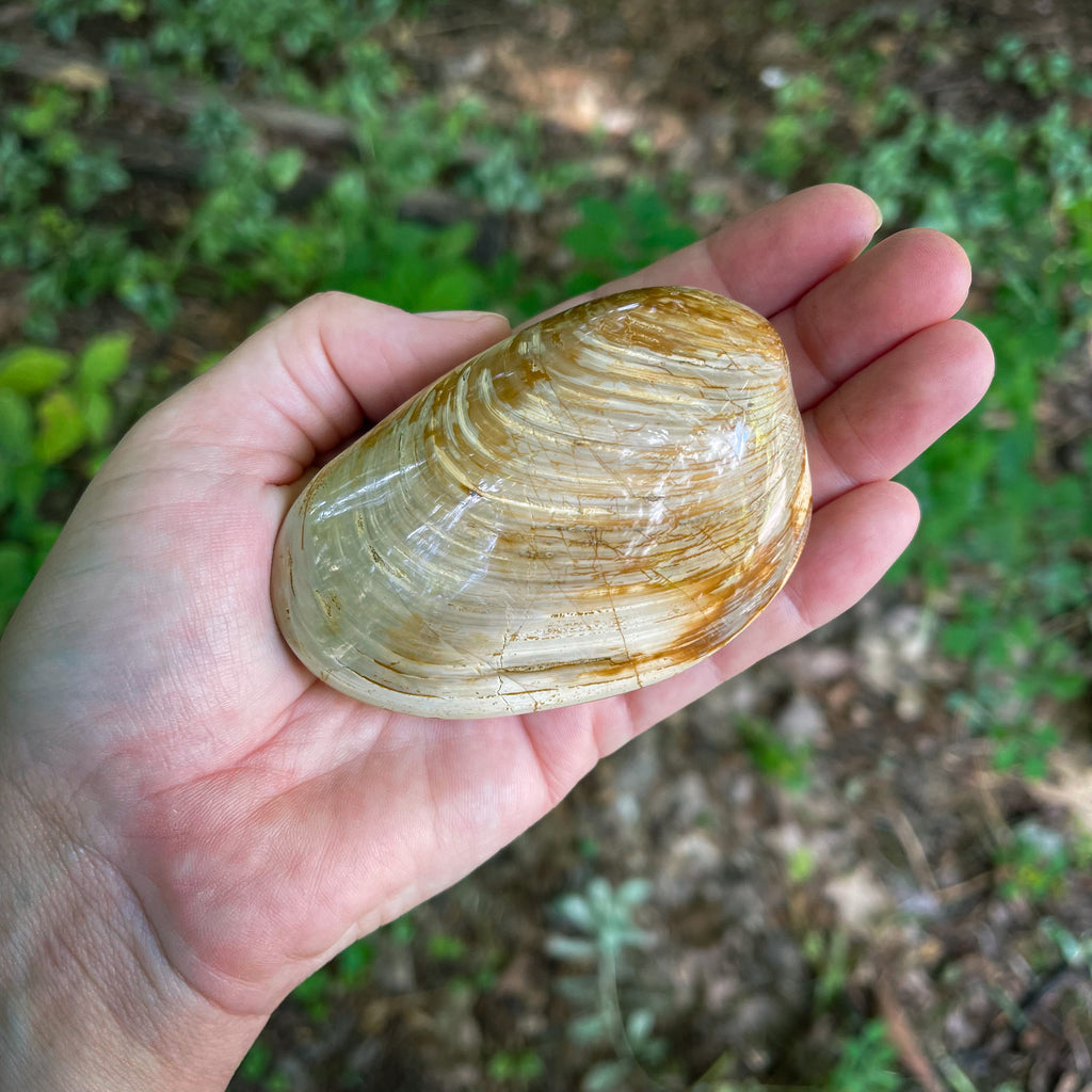 Fossilized Clam Shell | Tanglewood Hollow