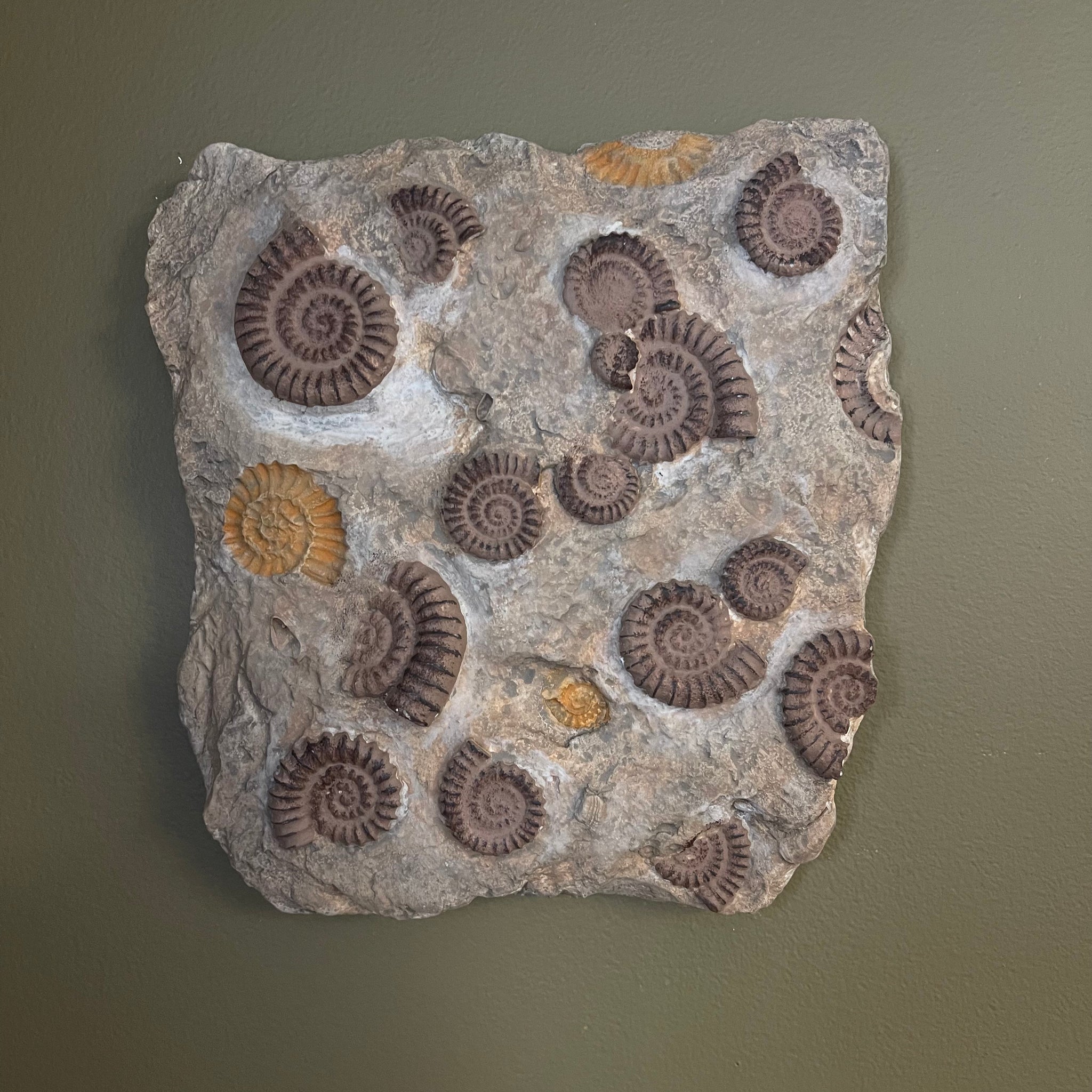 Ammonite Wall Plaque