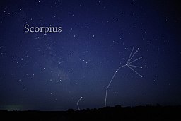 The scorpius / scorpio constellation in the night sky