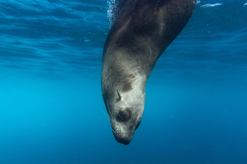 A Seal underwater