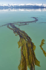 extremely long colony of dragon kelp floating on the oceans surface