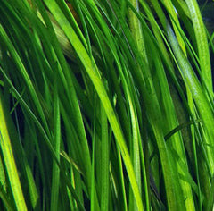 Closeup of live Vallisneria natans blades in a natural setting