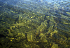 Live dabberlocks floating on the ocean surface