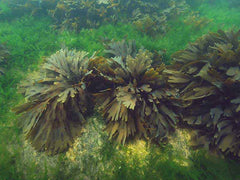 Live colony of toothed wrack living among other species of algae on the seafloor