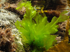 Live sea lettuce on a rocky outcrop in the ocean