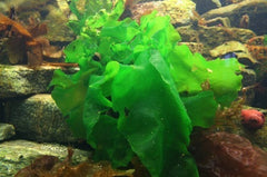 Live sea lettuce gigantea on a rocky outcrop in the ocean