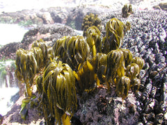 Colony of live sea palms living on a rocky shore